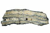 Mammoth Molar Slice With Case - South Carolina #335165-1
